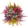 image ERICA CALLUNA MOSAIC COUPE
