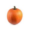 image CUCURBITACEE HALLOWEEN
