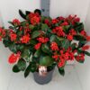 image SKIMMIA JAPONICA VEITCHII