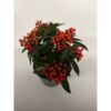 image SKIMMIA JAPONICA REEVESIANA