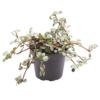 image PILEA NUMMULARIIFOLIA