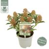 image SKIMMIA JAPONICA 4+