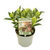 image SKIMMIA JAPONICA 4+