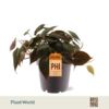 image PHILODENDRON MICANS