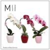 image PHALAENOPSIS 1BR CASCADE VARIE CERAM