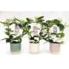 image STEPHANOTIS 7/8GR ARCEAU CERAM