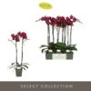 image PHALAENOPSIS 2BR ROUGE