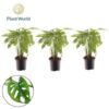 image PHILODENDRON MONSTERA ADANSONII