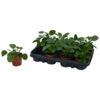 image PILEA PEPEROMOIDES