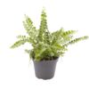 image NEPHROLEPIS EXALTATA