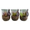 image PLANTES CARNIVORES BOCAL VERRE