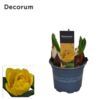 image TULIPE YELLOW BABY