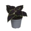 image COLEUS BLUMEI ABBEY ROAD