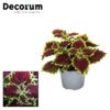 image PLECTRANTHUS MAIN STREET BOURBON STREET