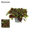 image PLECTRANTHUS MAIN STREET BOURBON STREET