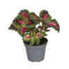 image COLEUS SPACECAKE