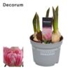 image TULIPE FOXTROT