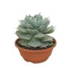 image AGAVE POTATORUM P TERRE