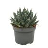 image AGAVE VICTORIAE REGINAE