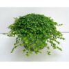 image HELXINE VERT