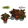 image COLEUS VARIE