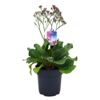 image LIMONIUM SALT LAKE