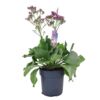 image LIMONIUM SALT LAKE