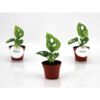 image PHILODENDRON MONSTERA ADANSONII