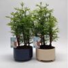 image BONSAI METASEQUOIA CERAM