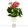 image ANTHURIUM ANDREANUM LIVIUM RUBY