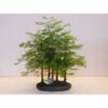 image BONSAI METASEQUOIA CERAM