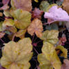 image HEUCHERA WORLD CAFE ARABICA