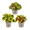 image COLEUS VARIE