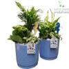 image COMPO 3 PLANTES CERAM