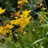 image CROCOSMIA GEORGES DAVIDSON BQ10