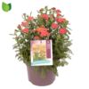 image ACHILLEA MILLY ROCK RED