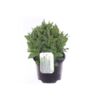 image SAUGE NEMEROSA OSTFRIESLAND