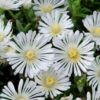image DELOSPERMA WOW WHITE WONDER  BQ10