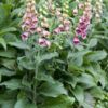 image DIGITALIS MERTONENSIS BQ10