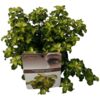 image PITTOSPORUM GOLD STAR
