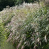 image MISCANTHUS  GRACILLIMUS BQ10