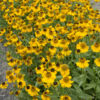 image HELENIUM HOOPESII BQ10