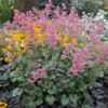 image HEUCHERA BRIZOIDES BOUQUET ROSE BQ10