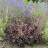 image HEUCHERA MICRANTHA PALACE PURPLE BQ10