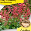 image HEUCHERA SANGUINEA FIREFLY BQ10