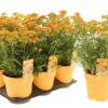 image ACHILLEA MILLY ROCK JAUNE