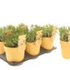 image ACHILLEA MILLY ROCK JAUNE