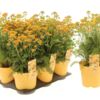 image ACHILLEA MILLY ROCK JAUNE