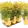 image ACHILLEA MILLY ROCK JAUNE