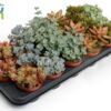 image SEDUM